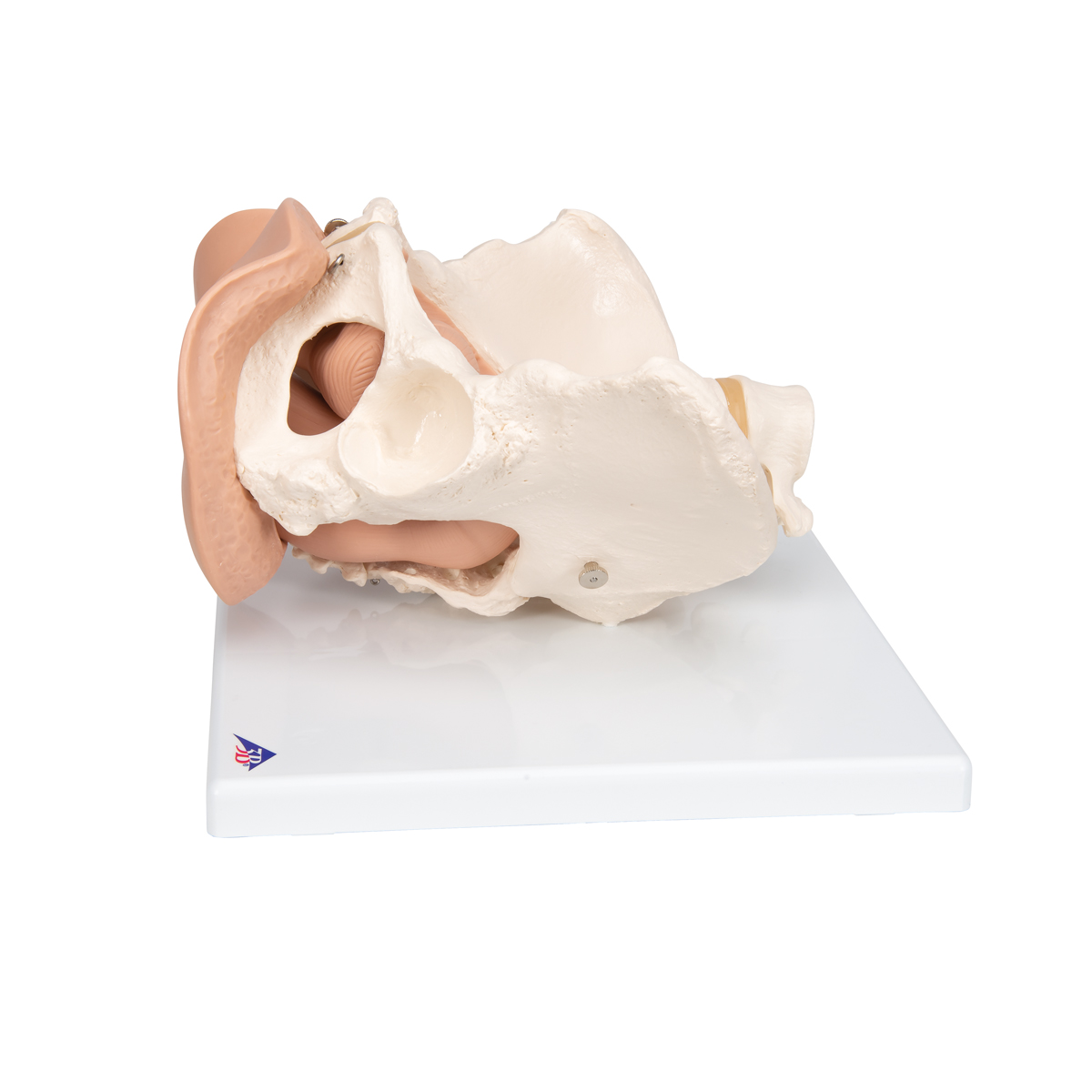 Vrouwelijk bekken(pelvis) skelet met genitale organen, 3-delig