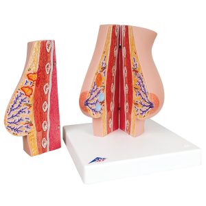 Vrouwelijke Borstmodellen Set
