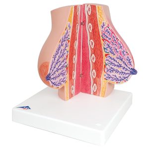 Vrouwelijke Borstmodellen Set