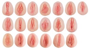 Vulva Modellen Set