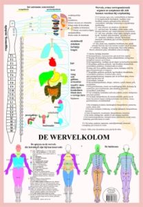 Wervelkolom Poster A2 Nederlands