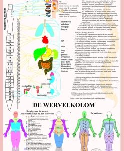 Wervelkolom Poster A2 Nederlands