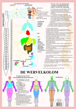 Wervelkolom Poster A2 Nederlands