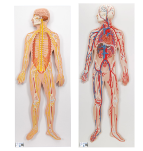 Anatomie Set Zenuw- en Bloedsomloopsysteem