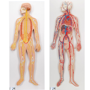 Anatomie Set Zenuw- en Bloedsomloopsysteem