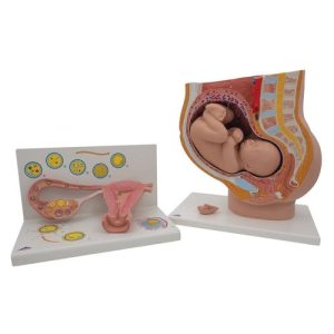 Zwangerschap Anatomie Set