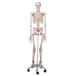 Standaard Skelet, 170 cm
