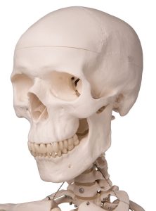 Standaard Skelet, 170 cm