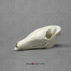 Aardvarken Schedelmodel