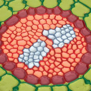 Absorptiezone Wortel Model