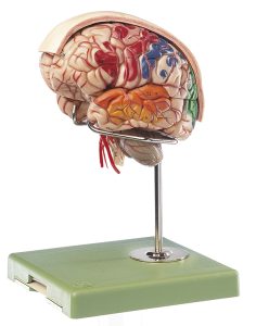 Academisch Hersenmodel