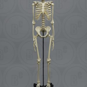 Academisch Skelet model, Aziatisch Man