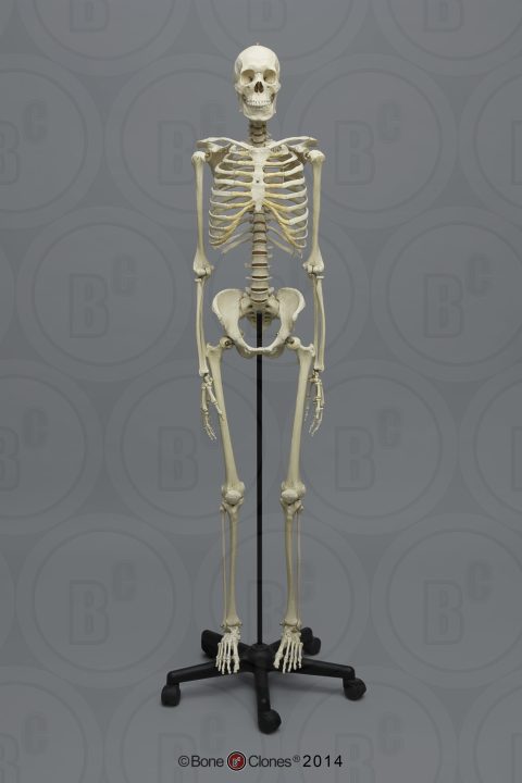 Academisch Skelet model, Aziatisch Man