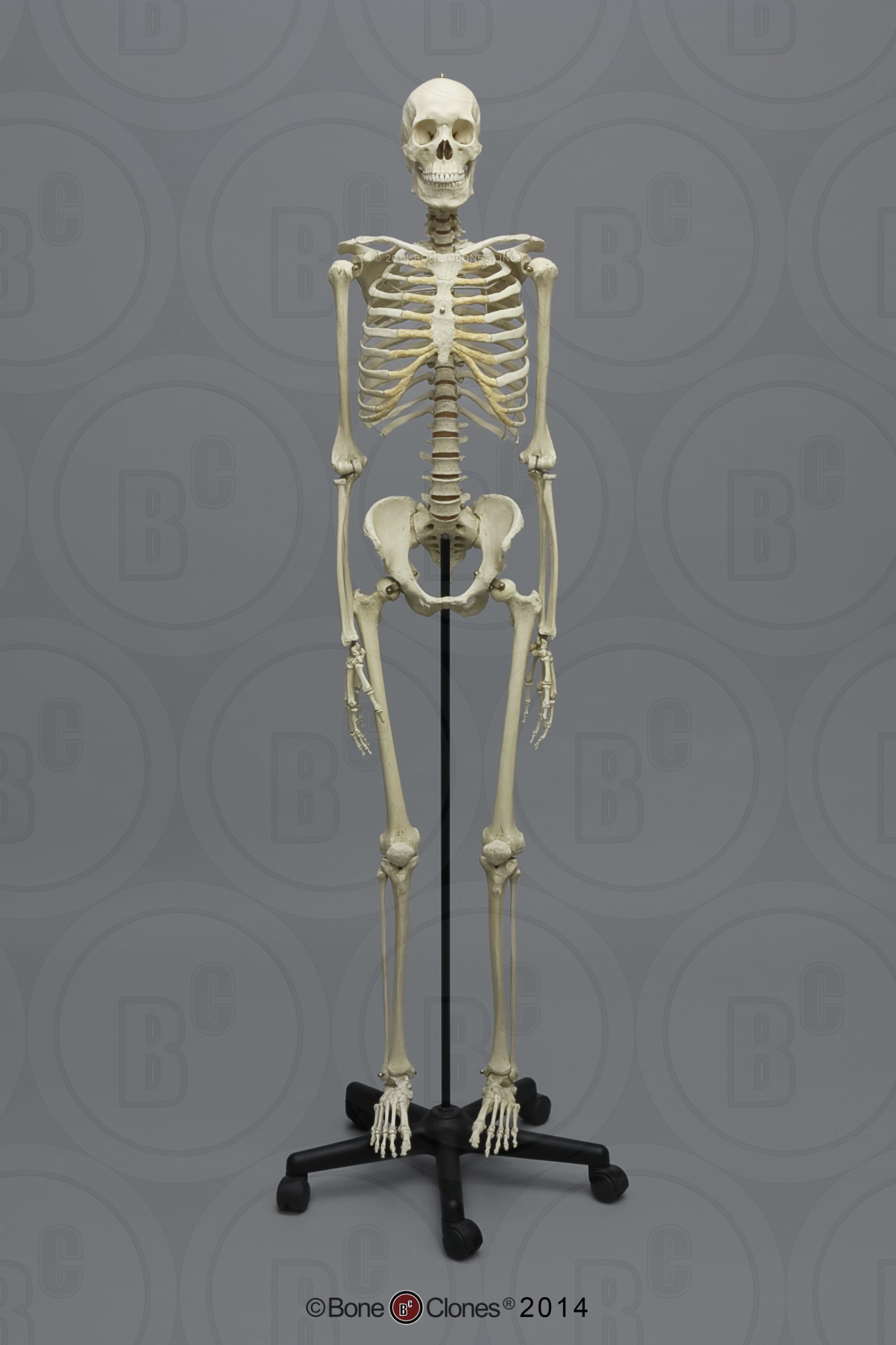 Academisch Skelet model, Aziatisch Man
