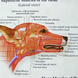 Hond, spieren