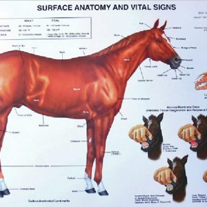 Paard, bouw en gezondheids kenmerken