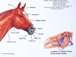 Paard, bouw en gezondheids kenmerken