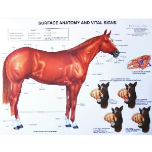 Paard, bouw en gezondheids kenmerken