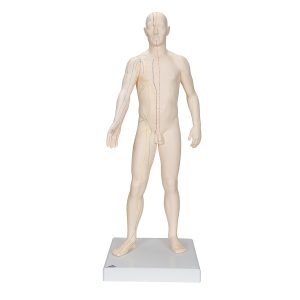 Acupunctuur Man deluxe