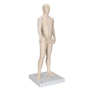 Acupunctuur Man deluxe