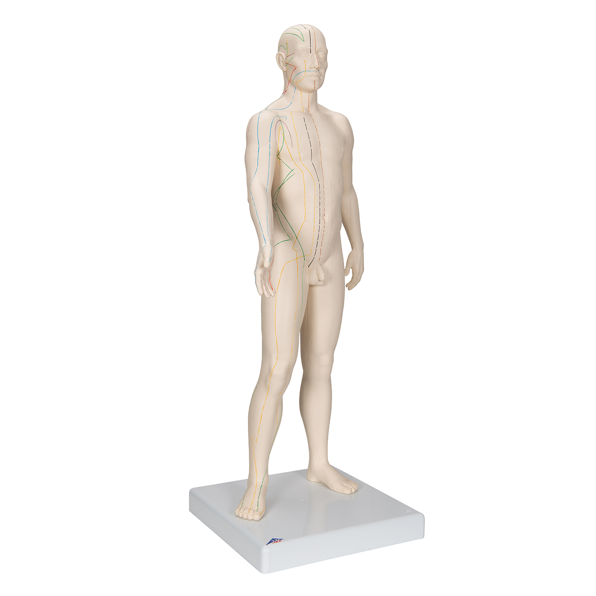 Acupunctuur Man deluxe