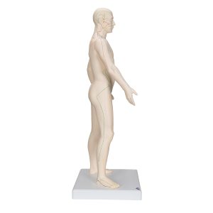 Acupunctuur Man deluxe