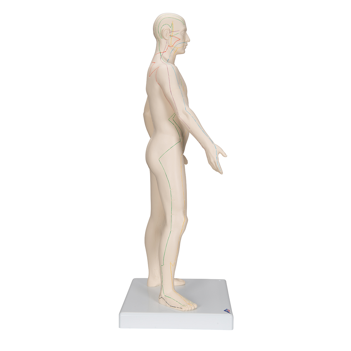 Acupunctuur Man deluxe