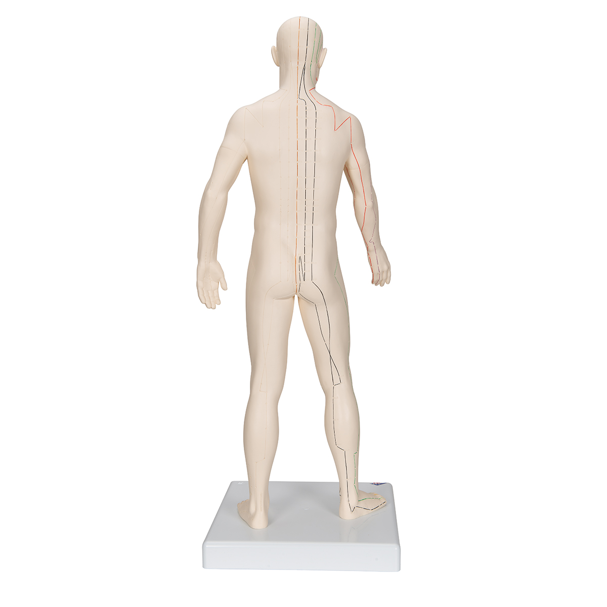 Acupunctuur Man deluxe