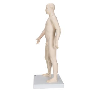 Acupunctuur Man deluxe