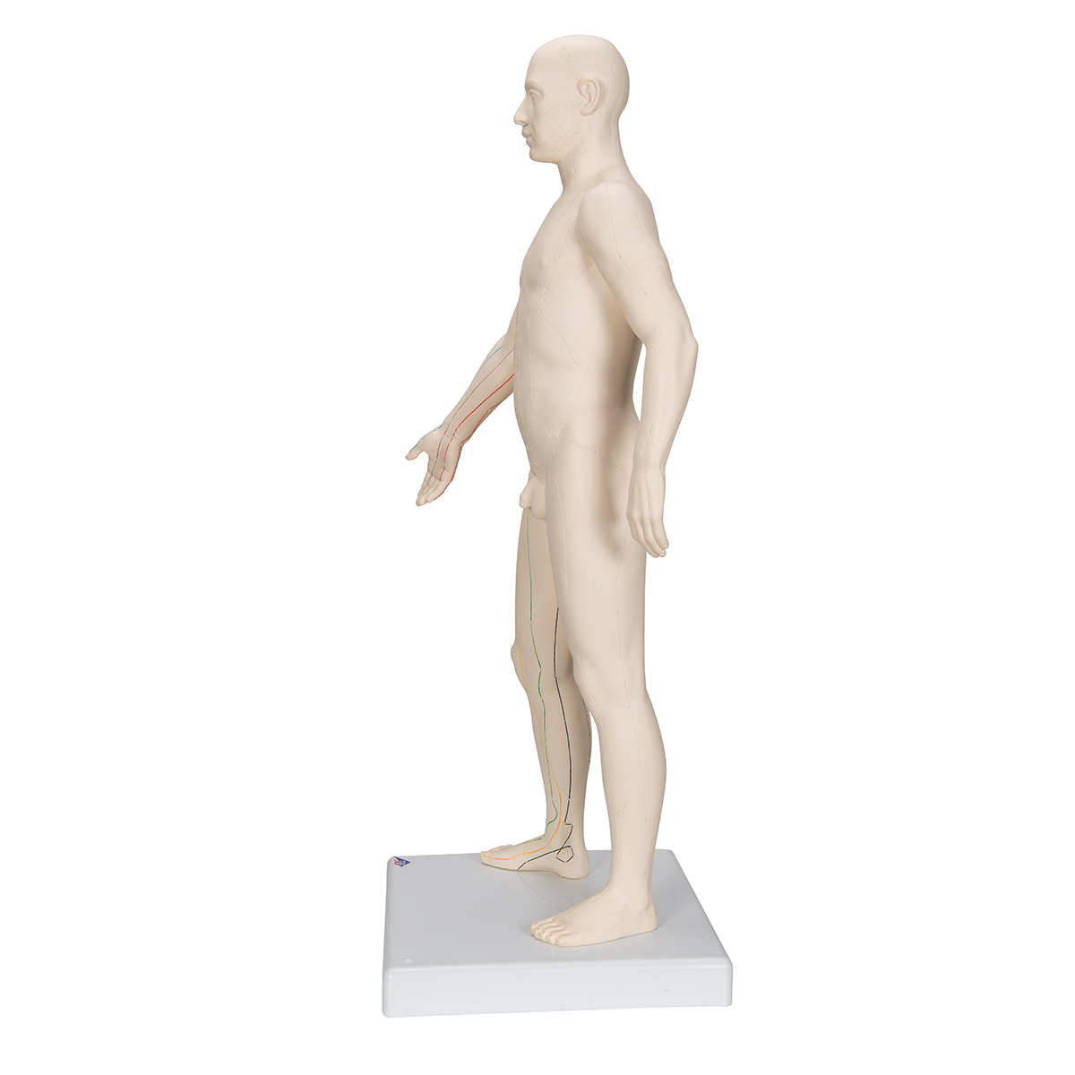 Acupunctuur Man deluxe