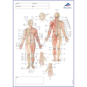 Acupunctuur-Meridianen Notitieblok