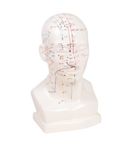 Acupunctuur Model Hoofd