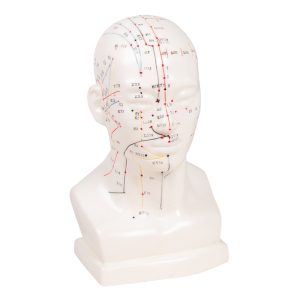 Acupunctuur Model Hoofd