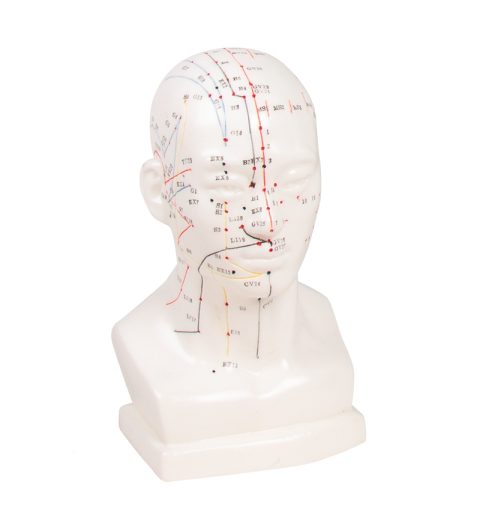 Acupunctuur Model Hoofd