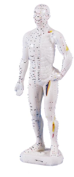 Mannelijk Acupunctuur Model Klein