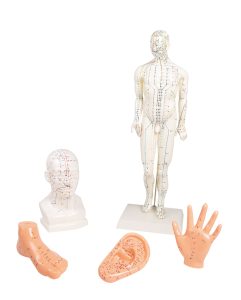 Acupunctuur Model Set (5 stuks)