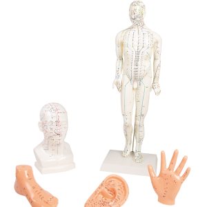 Acupunctuur Model Set (5 stuks)