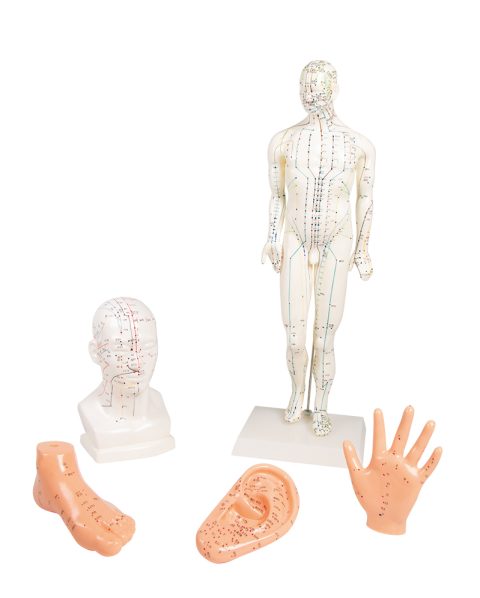 Acupunctuur Model Set (5 stuks)