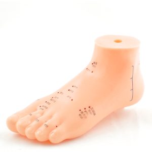 Acupunctuur Model Voet
