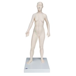 Acupunctuur Vrouw, deluxe