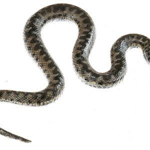 Adder Model