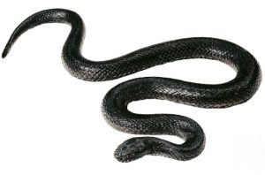 Adder Model