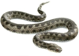 Adder Model