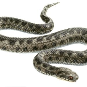 Adder Model