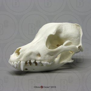 Airedaleterriër Schedelmodel