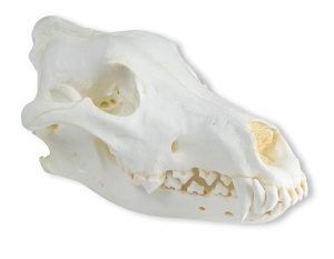 Alaskawolf Schedelmodel