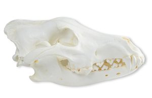 Alaskawolf Schedelmodel