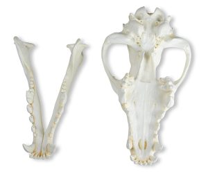 Alaskawolf Schedelmodel