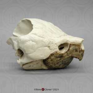 Alligatorschildpad Schedelmodel