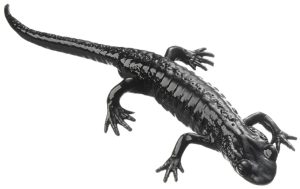 Alpenlandsalamander Model
